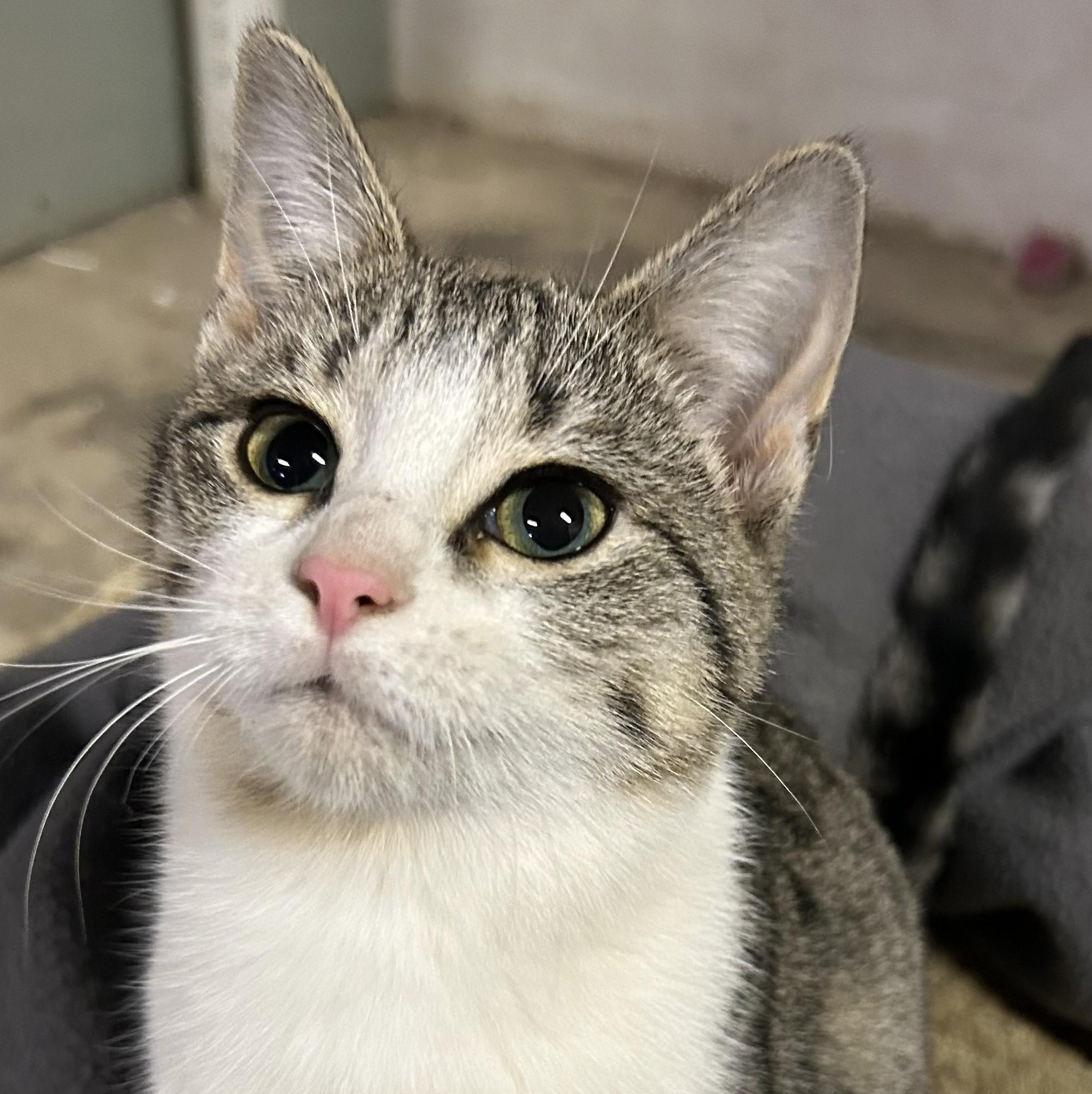 Enlarge Letty, an adopted Domestic Short Hair in Johnson City, TN image 1/3