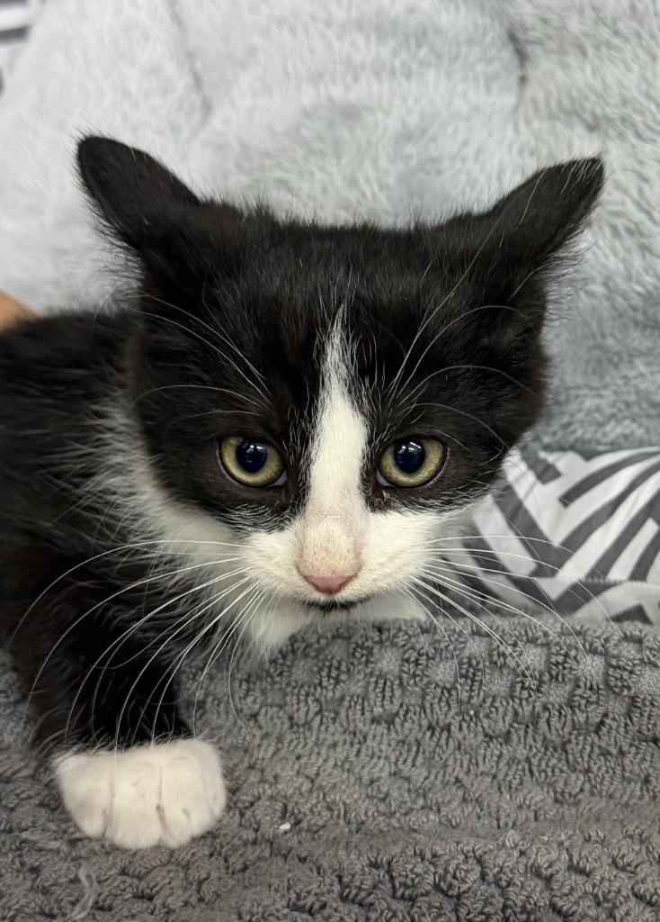 Clove, Adoptable, Kitten Male Domestic Short Hair.