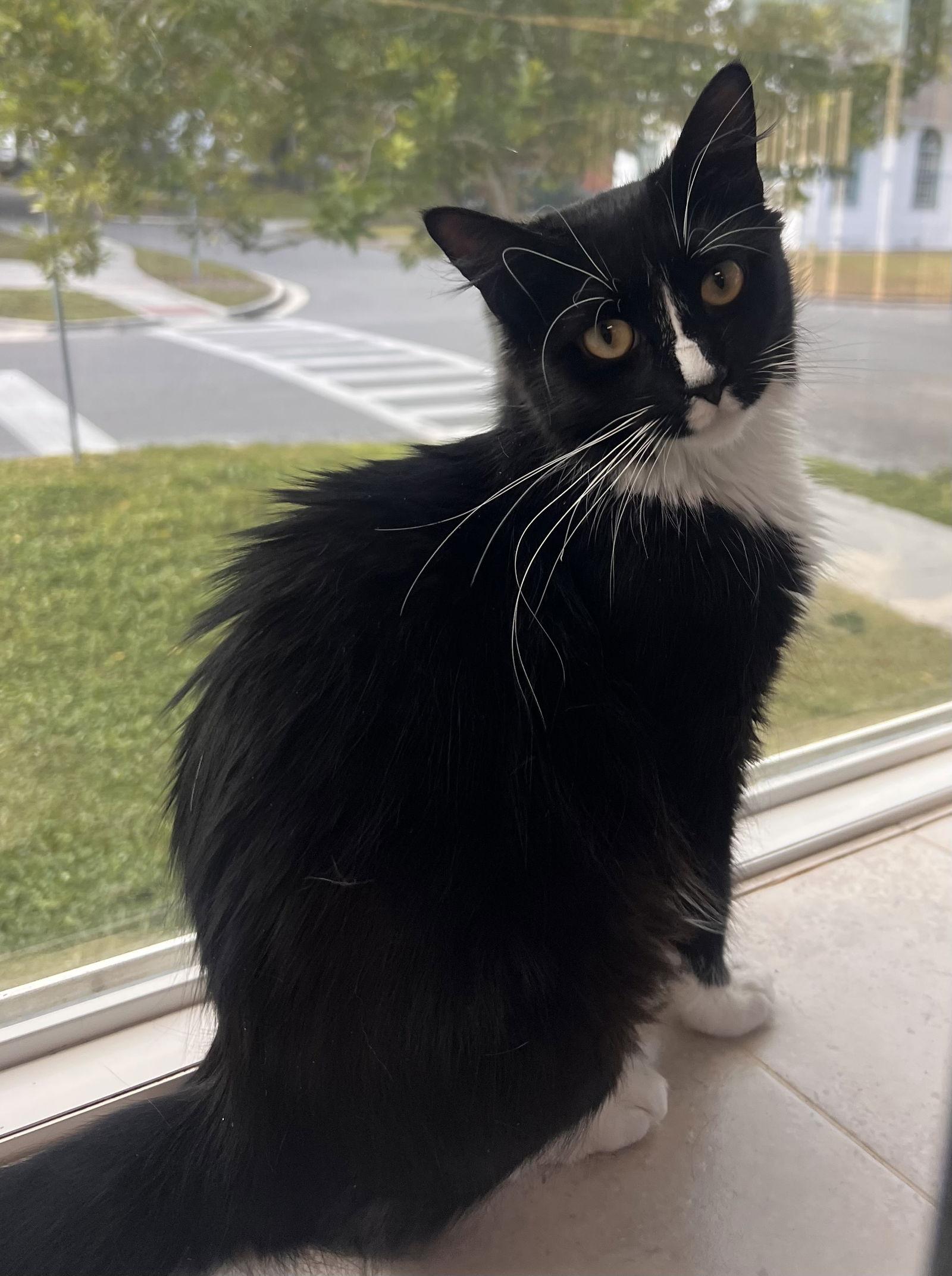 Panda, Adoptable, Young Female Domestic Medium Hair.