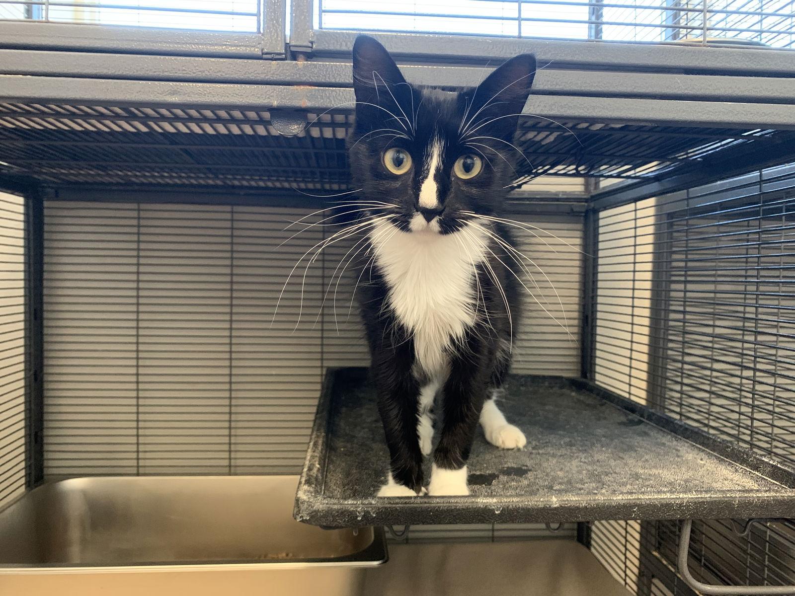 Enlarge Panda, a Adoptable Domestic Medium Hair in Sanford, FL image 2/2