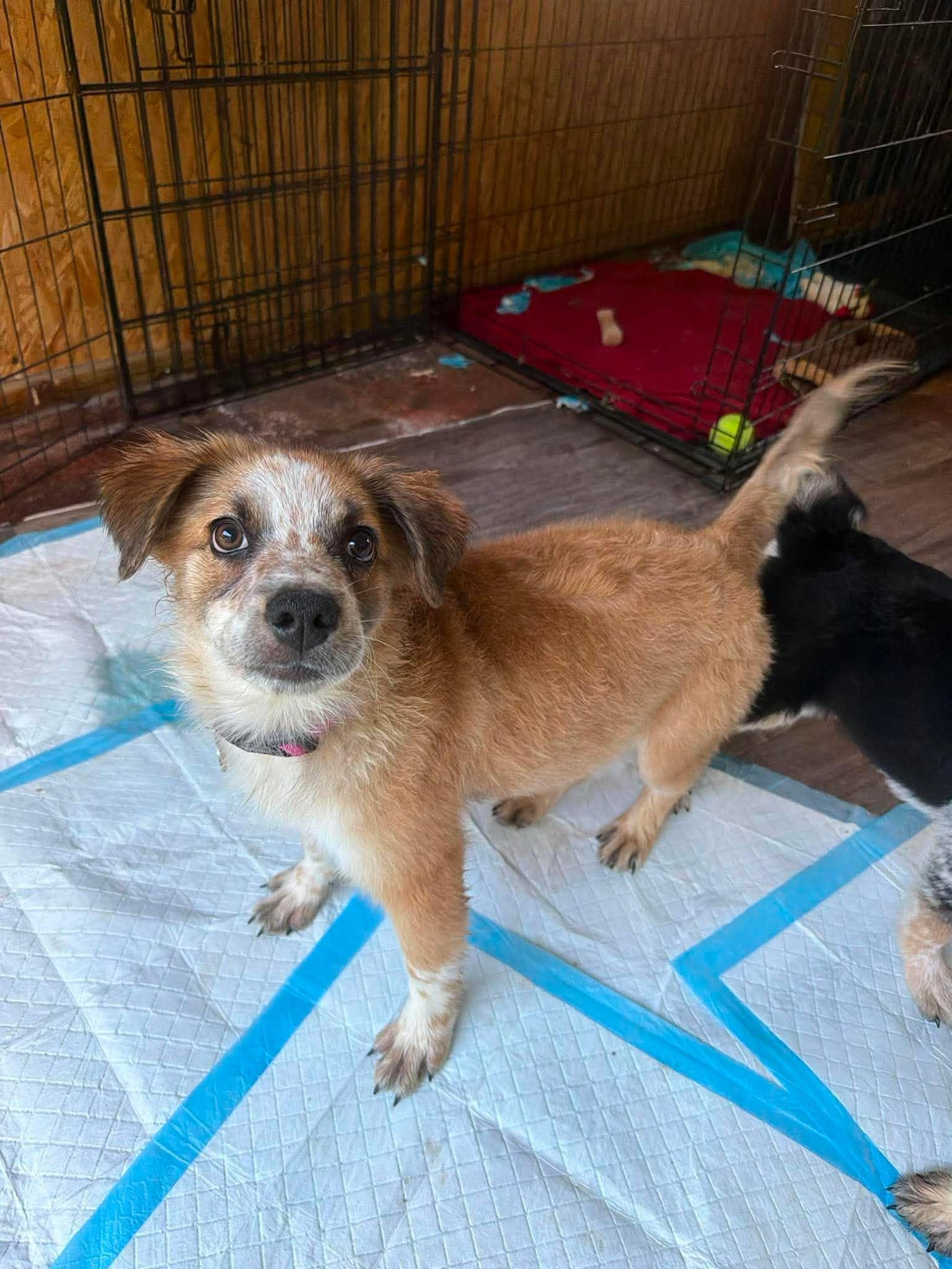 Tosh, a ADOPTABLE mixed breed in Kalamazoo, MI image 5/5