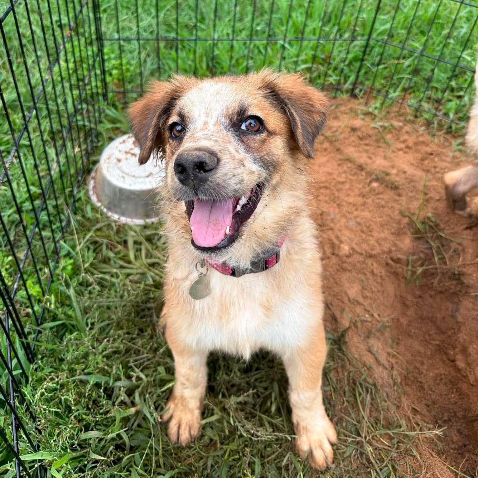 Tosh, a ADOPTABLE mixed breed in Kalamazoo, MI image 1/5