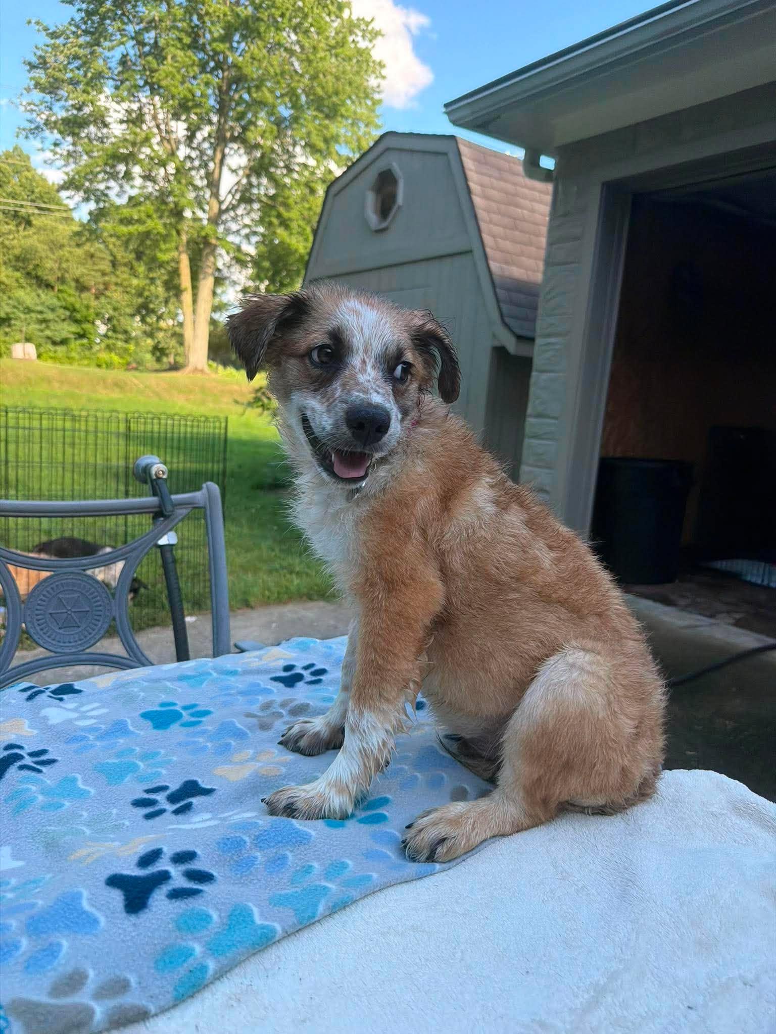 Tosh, a ADOPTABLE mixed breed in Kalamazoo, MI image 2/5