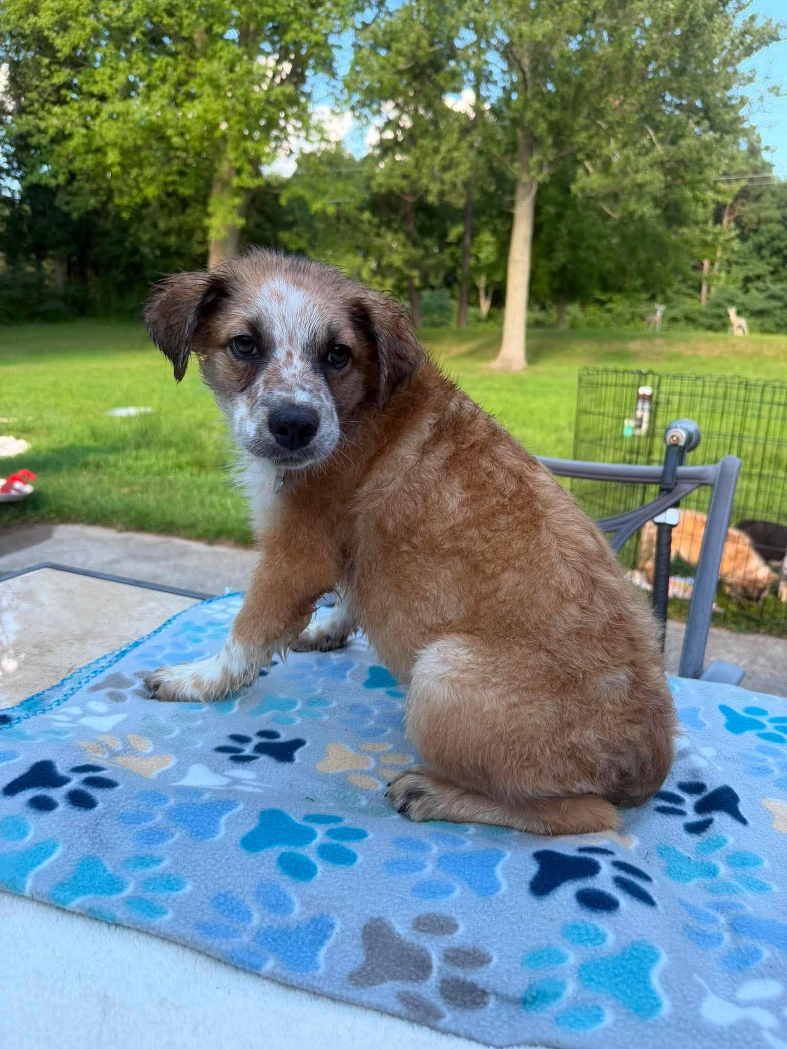 Tosh, a ADOPTABLE mixed breed in Kalamazoo, MI image 4/5