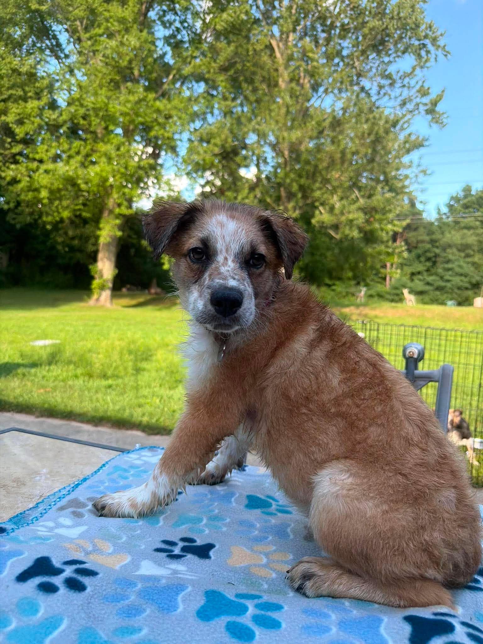 Tosh, a ADOPTABLE mixed breed in Kalamazoo, MI image 3/5
