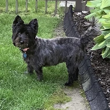 Enlarge Emma, an adopted mixed breed in Omaha, NE image 2/3