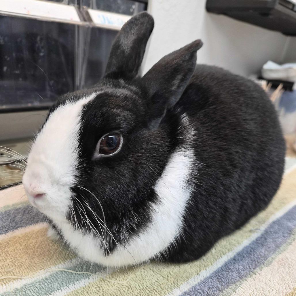 Pomelo, Adoptable, Adult Male Dutch.