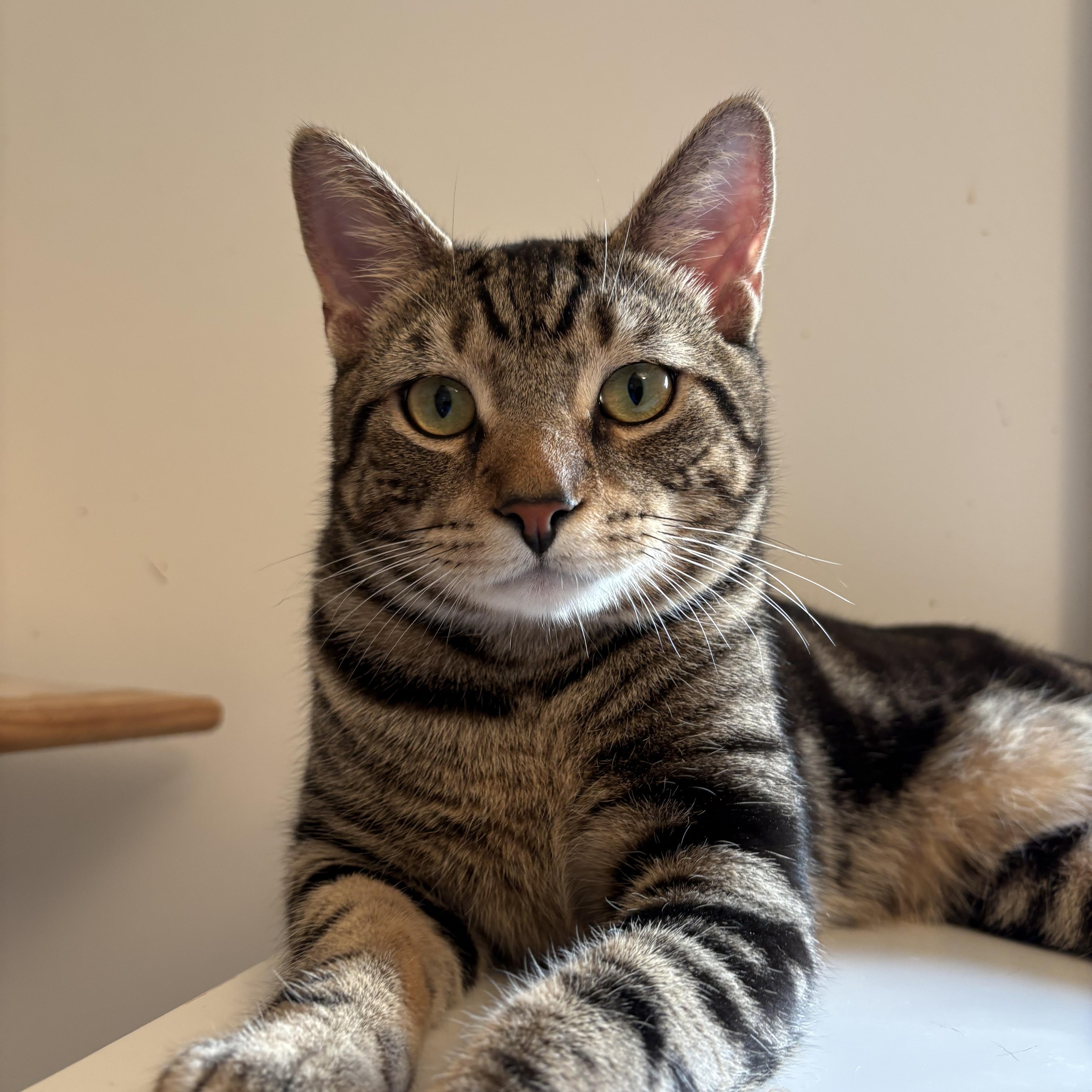 Enlarge Tiger, a ADOPTABLE Domestic Short Hair in Ridgefield, CT image 2/3