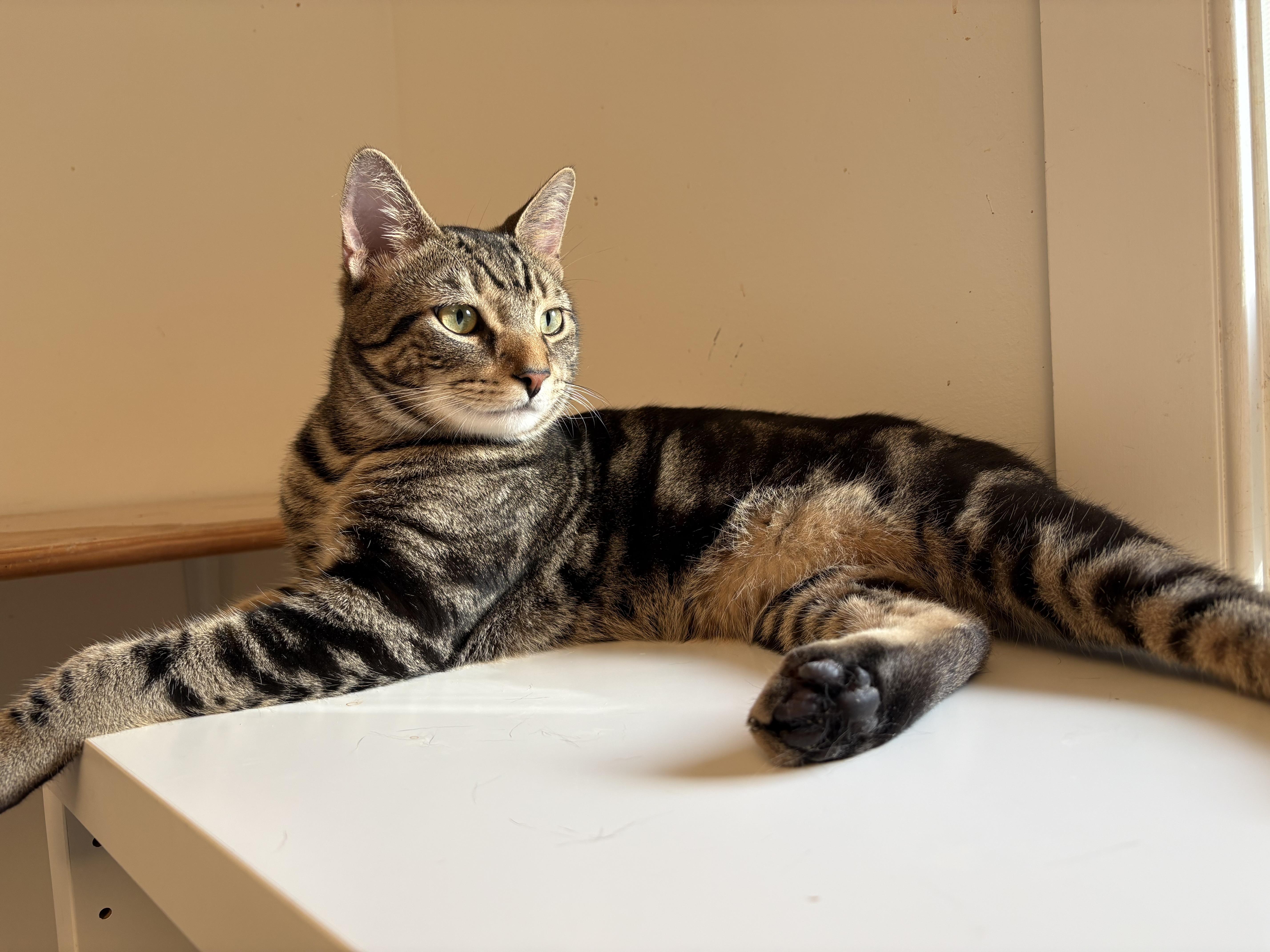 Enlarge Tiger, a ADOPTABLE Domestic Short Hair in Ridgefield, CT image 1/3