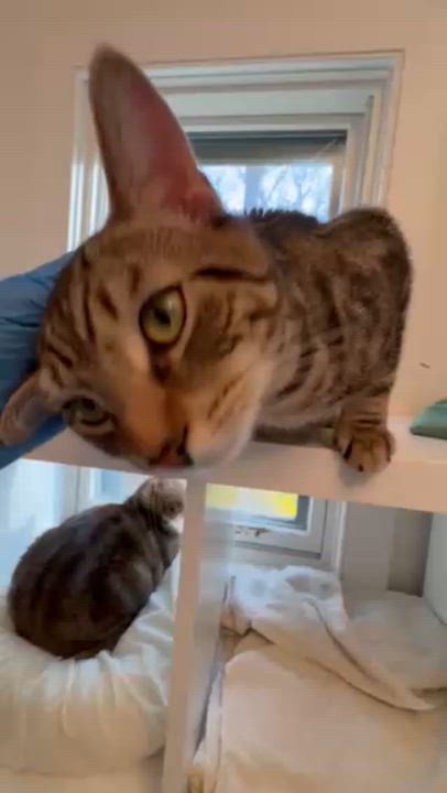 Enlarge Tiger, a ADOPTABLE Domestic Short Hair in Ridgefield, CT video 3/3