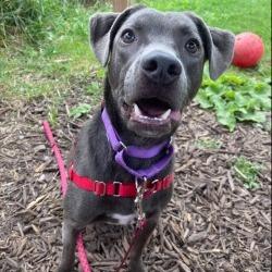 Kirby, Adoptable, Young Male Mixed Breed.