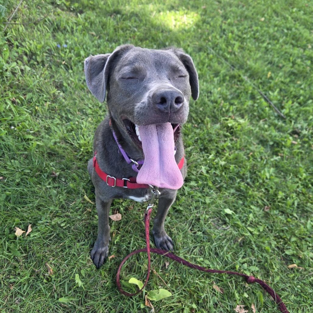 Enlarge Kirby, a Adoptable Mixed Breed in Oshkosh, WI image 2/6