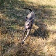 Enlarge Kirby, a Adoptable Mixed Breed in Oshkosh, WI image 3/6