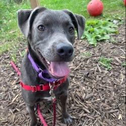 Enlarge Kirby, a Adoptable Mixed Breed in Oshkosh, WI image 4/6