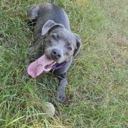 Enlarge Kirby, a Adoptable Mixed Breed in Oshkosh, WI image 5/6