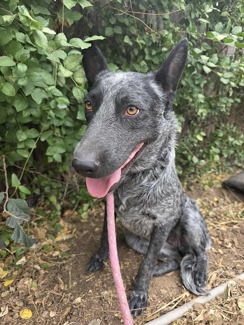 Enlarge Hanna, an adopted Australian Cattle Dog / Blue Heeler in Woodstock, ON image 2/3