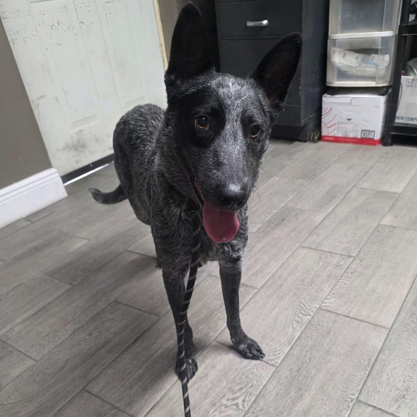 Hanna, adopted, Adult Female Australian Cattle Dog / Blue Heeler.