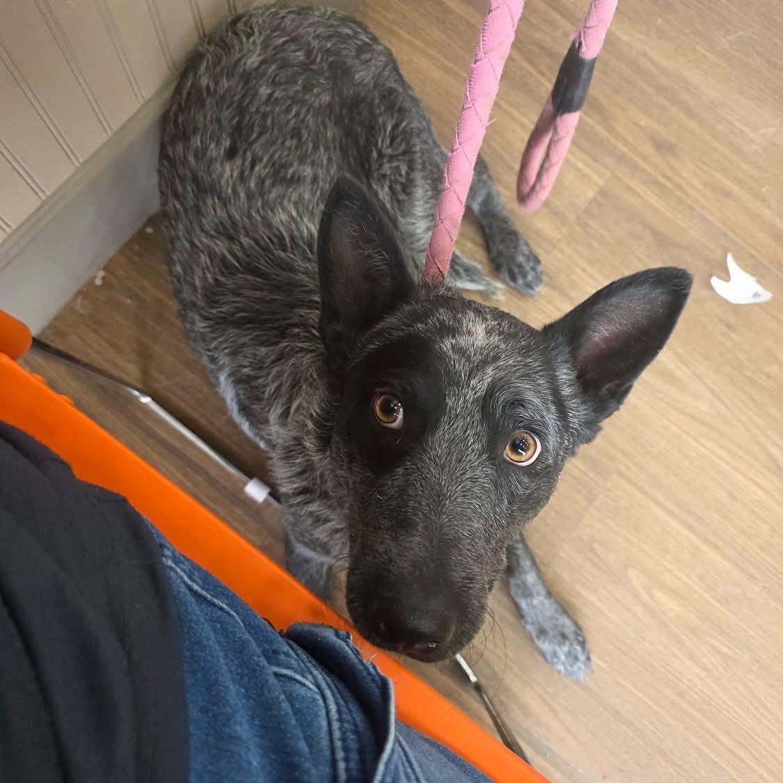Enlarge Hanna, an adopted Australian Cattle Dog / Blue Heeler in Woodstock, ON image 3/3