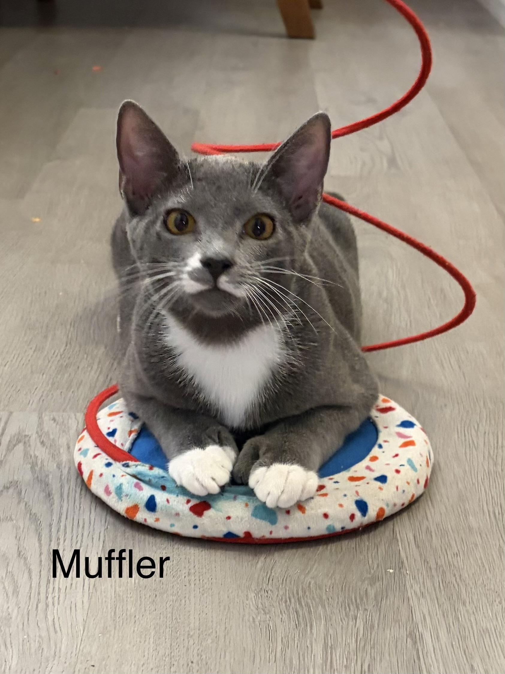Muffler, ADOPTABLE, Kitten Male Domestic Short Hair.
