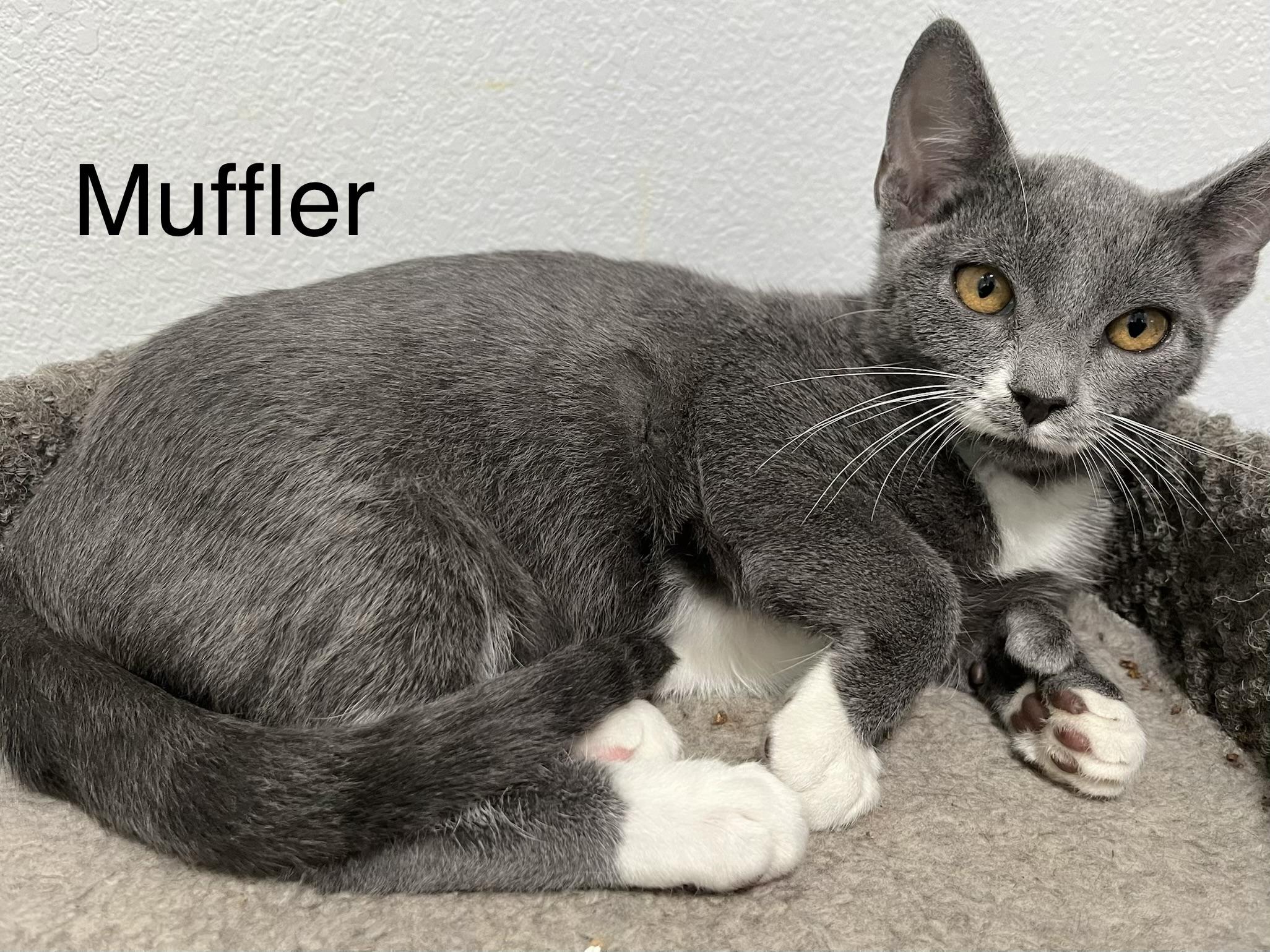 Enlarge Muffler, a ADOPTABLE Domestic Short Hair in Oakley, CA image 2/2