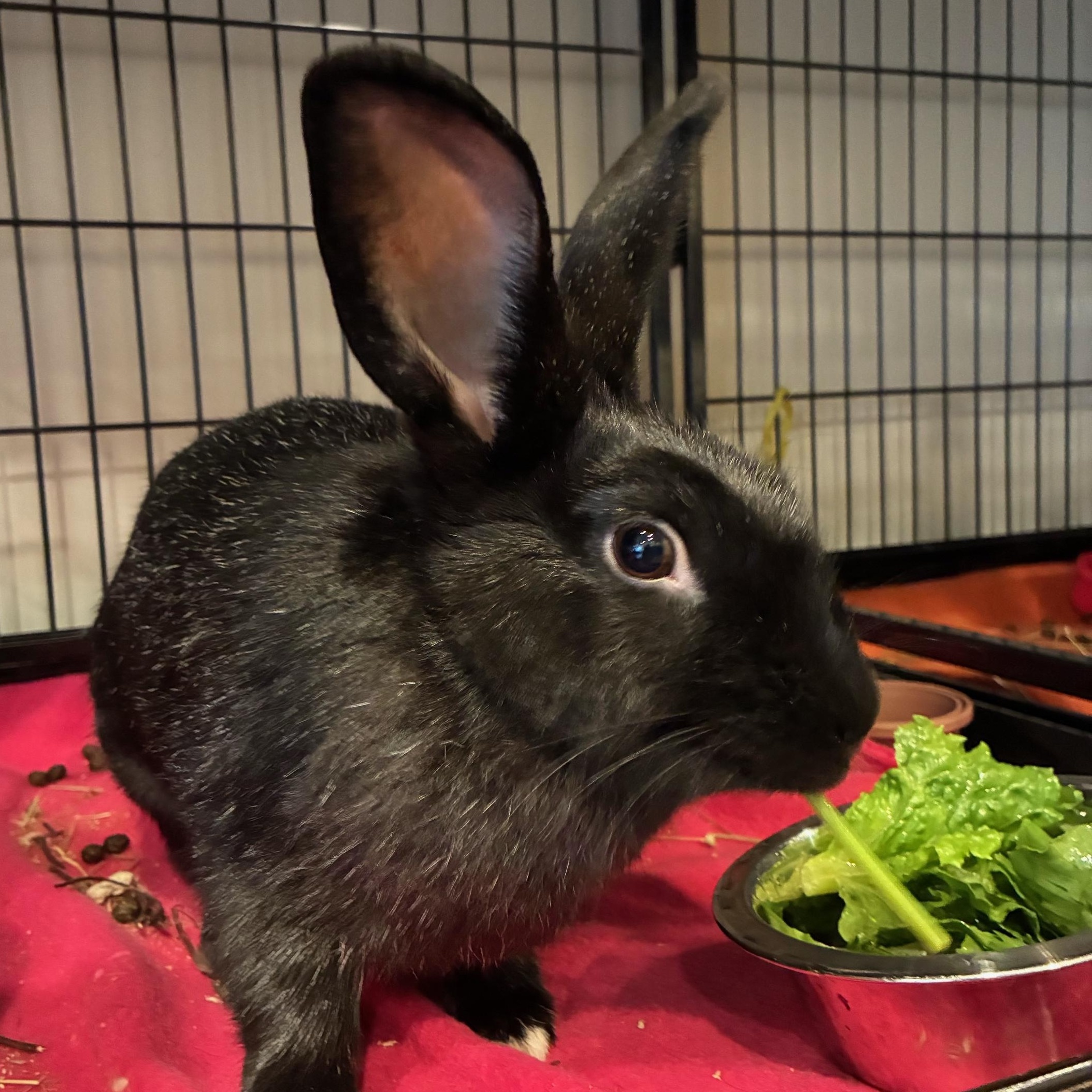 Sterlin, Adoptable, Young Male Lionhead & Champagne D'Argent.