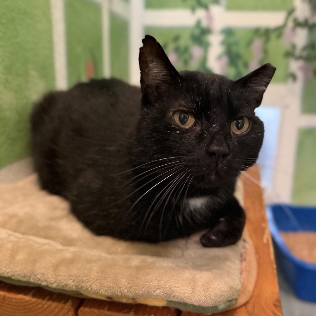 Midnight UCD, Adoptable, Adult Male Domestic Short Hair.