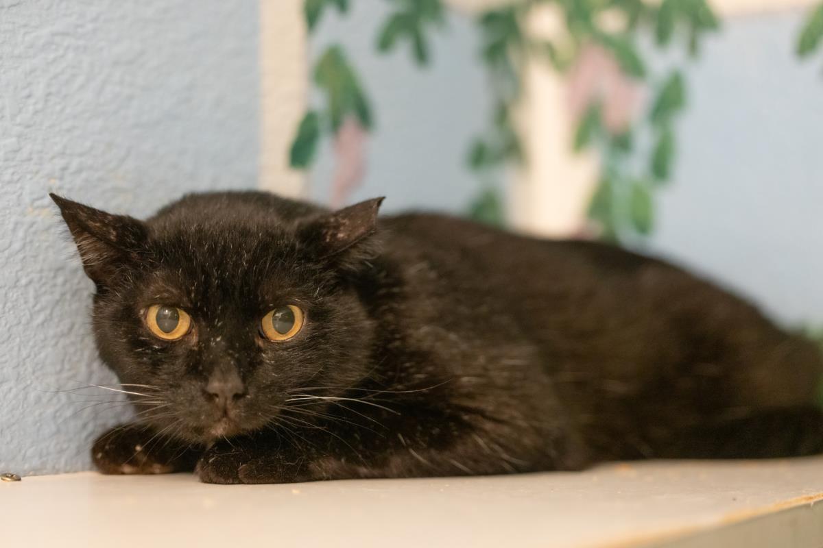 Enlarge Midnight UCD, a Adoptable mixed breed in Lincoln, CA image 2/2