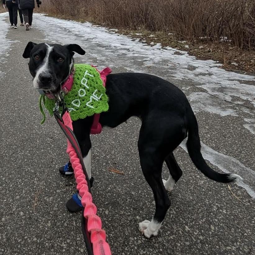 Enlarge Dixi, a ADOPTABLE mixed breed in Mississauga, ON image 4/6