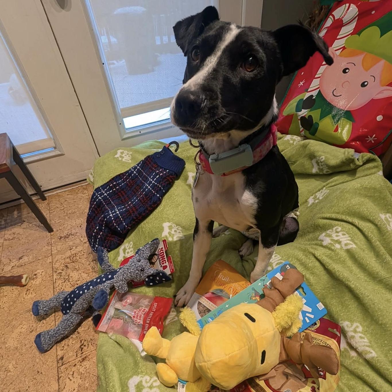 Enlarge Dixi, a ADOPTABLE mixed breed in Mississauga, ON image 1/6