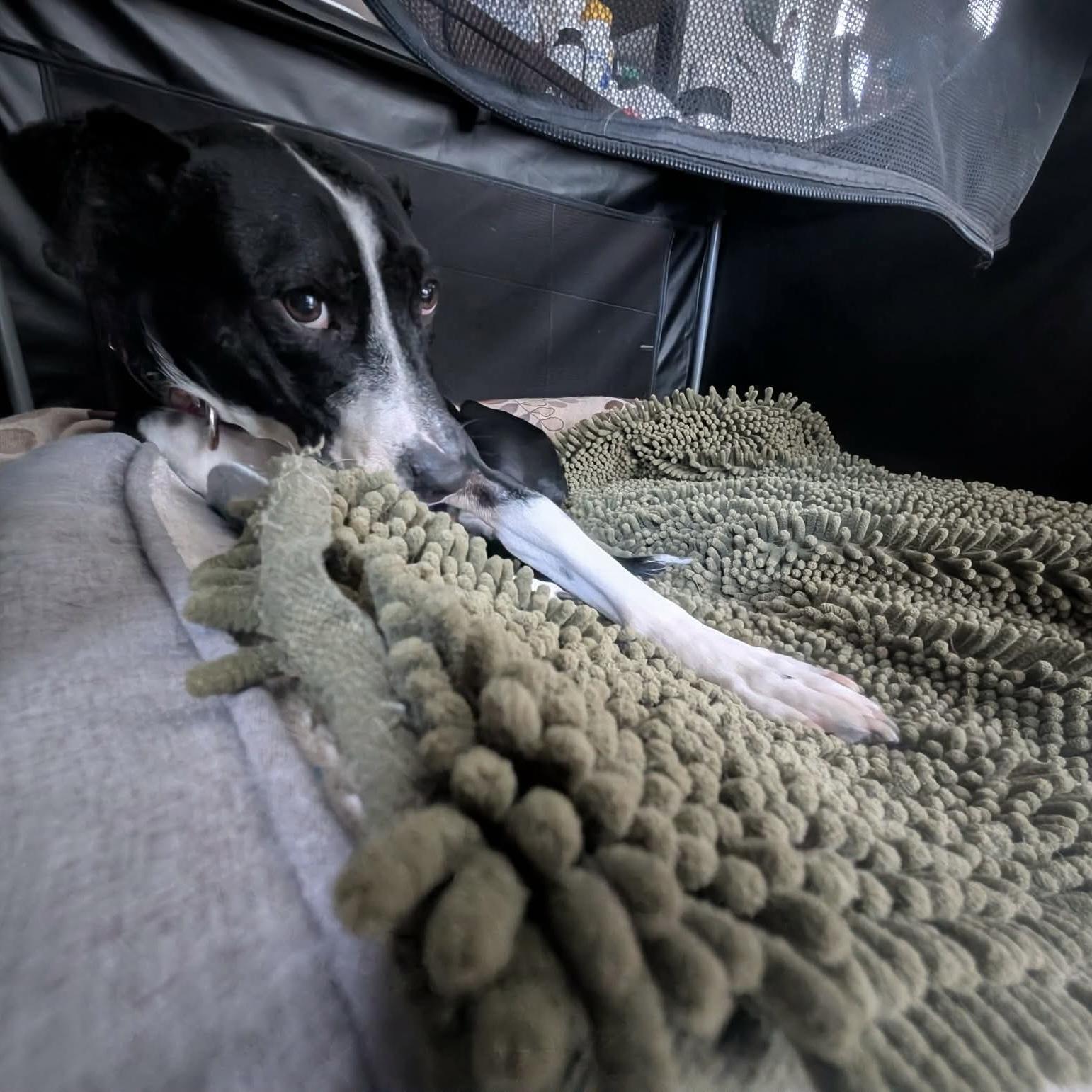 Enlarge Dixi, a ADOPTABLE mixed breed in Mississauga, ON image 5/6