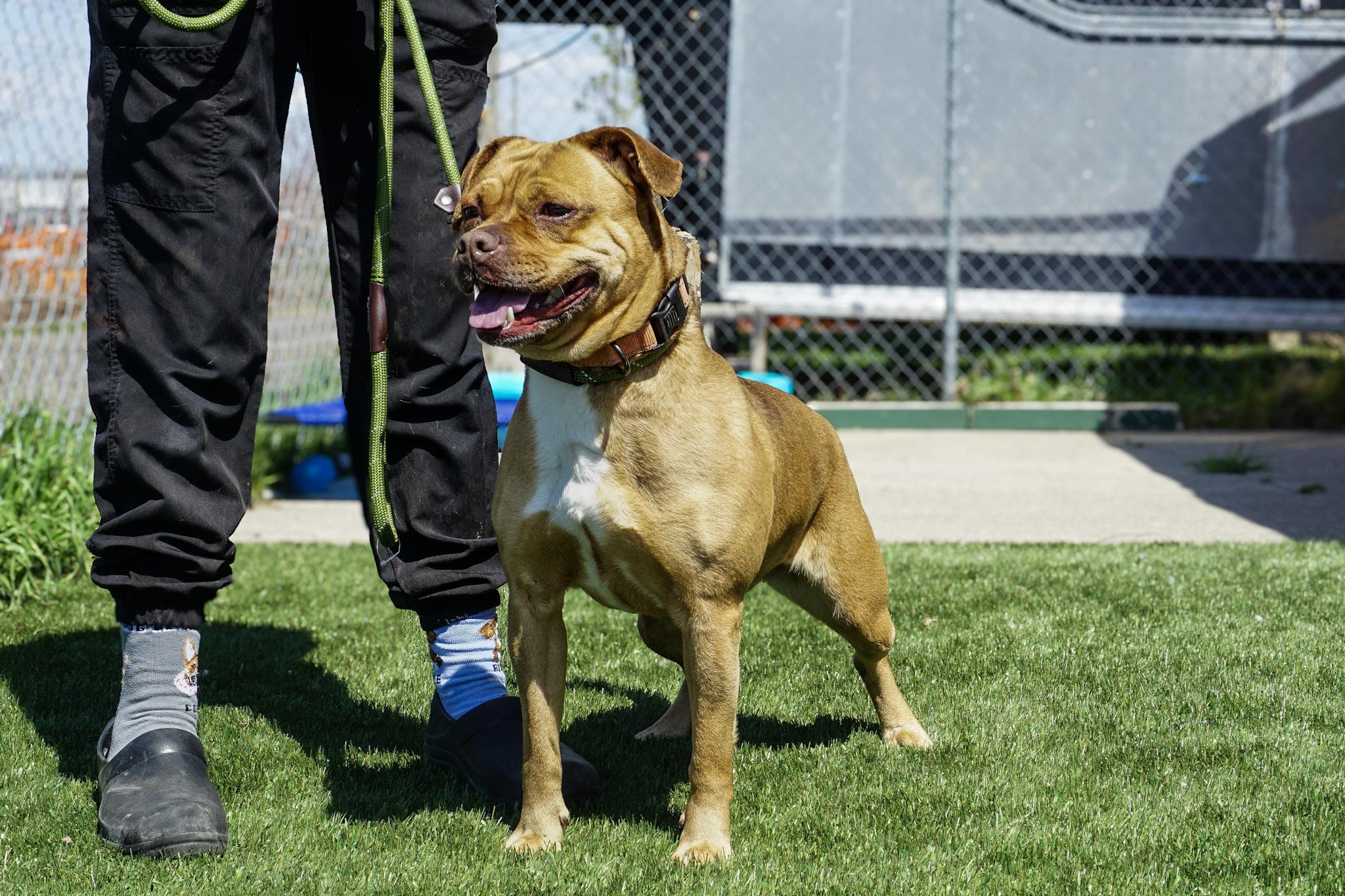Chichi, Adoptable, Adult Female Puggle.