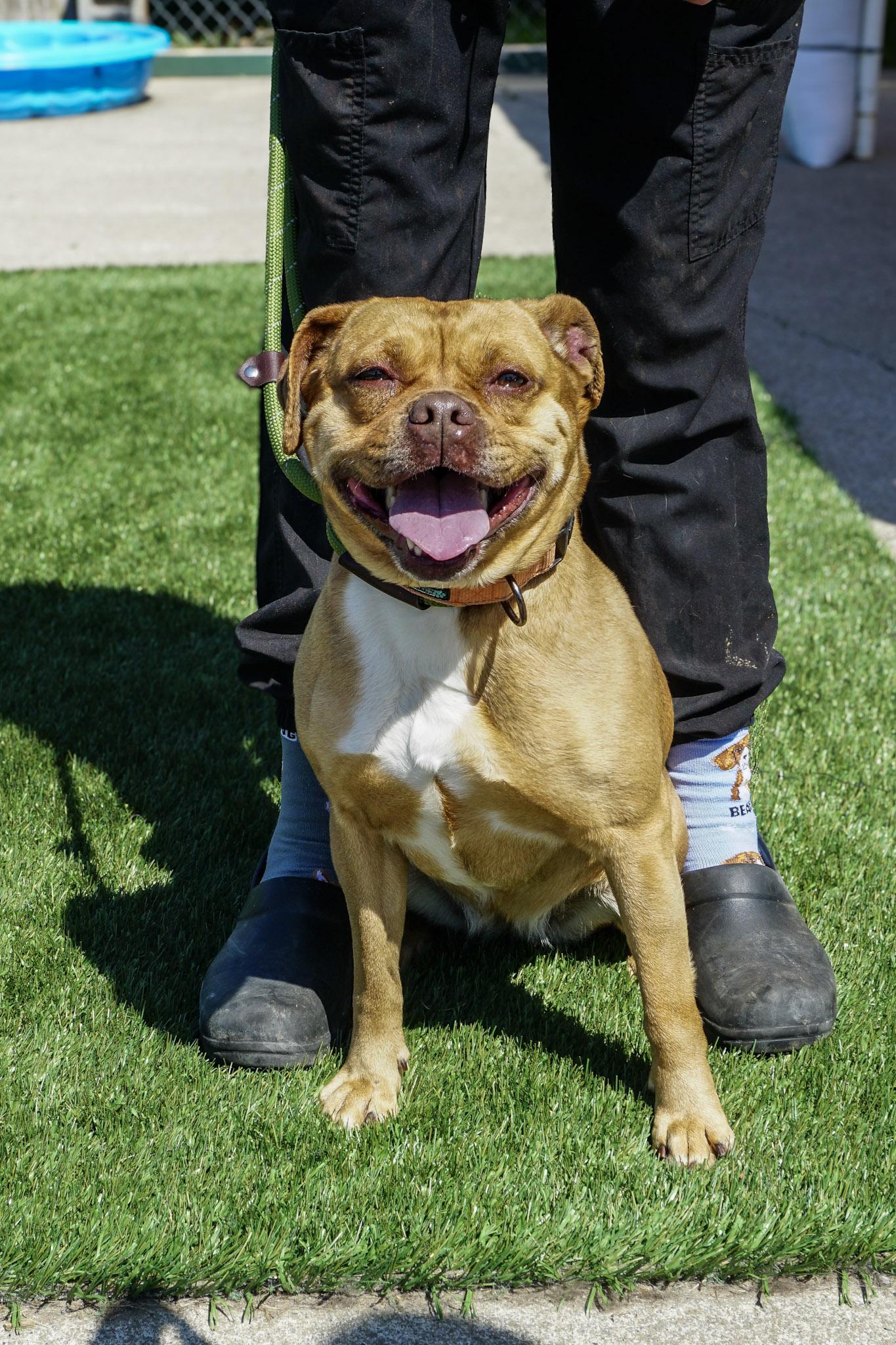 Enlarge Chichi, a Adoptable mixed breed in Elmira, NY image 2/2