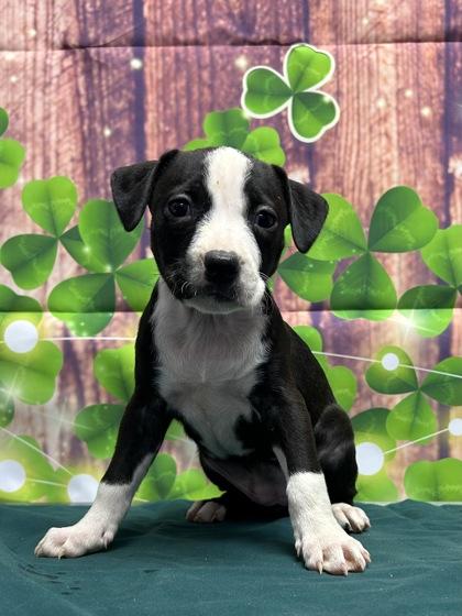 Lulu — thumbnail 2