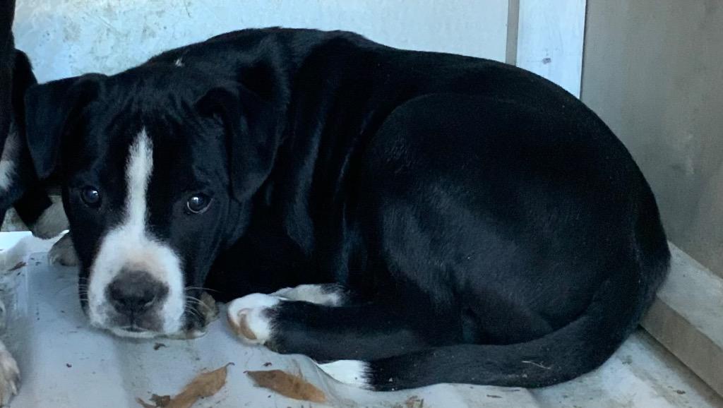 Enlarge Tiny, a Adoptable mixed breed in Effingham, SC image 1/1