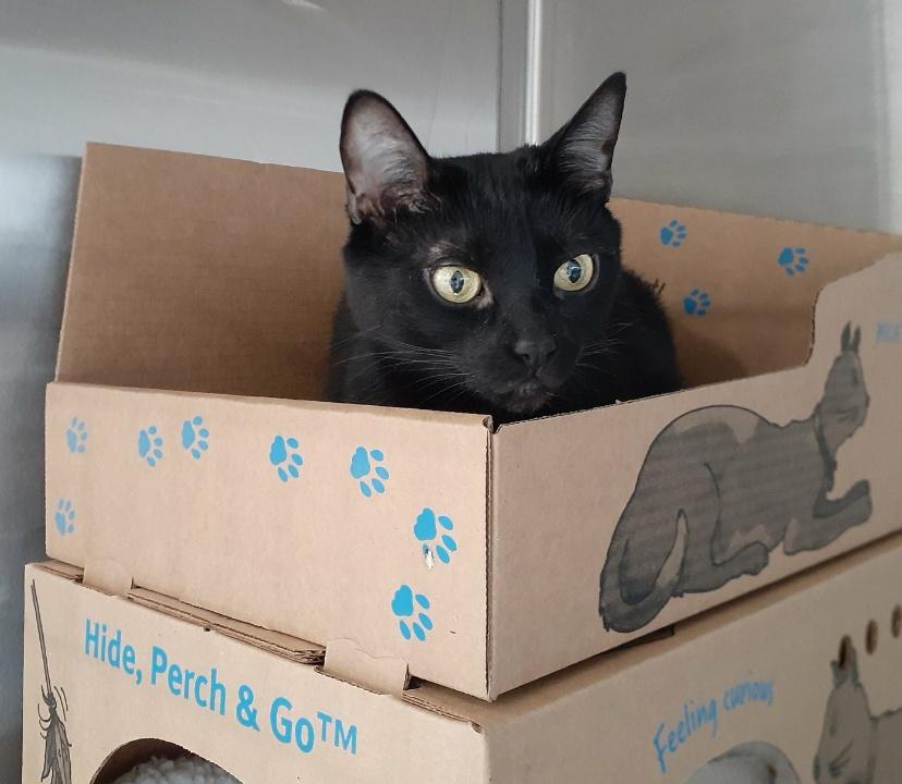 Keiko, Adoptable, Adult Female Domestic Short Hair.