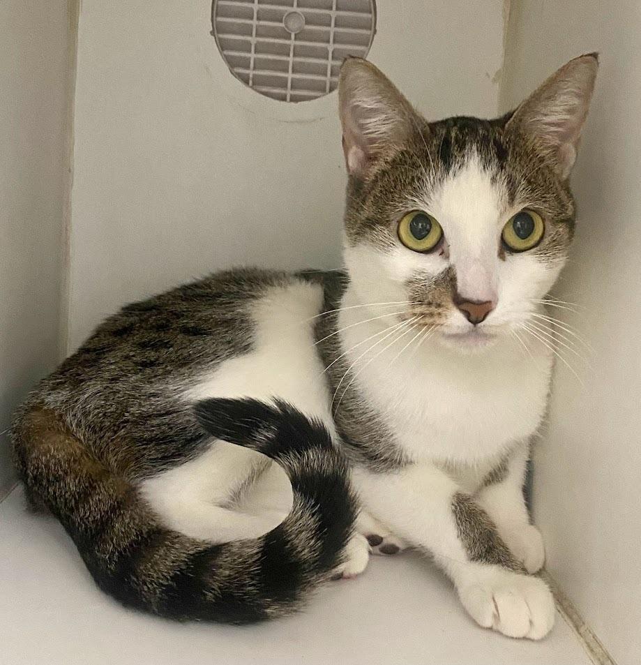 Lil Bit, Adopted, Adult Female Domestic Short Hair.