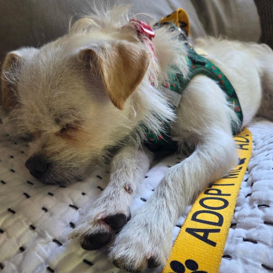 Possum, Adoptable, Adult Male Wirehaired Terrier & Mixed Breed.