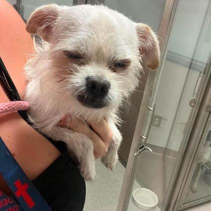 Enlarge Possum, a Adoptable mixed breed in North Charleston, SC image 2/4