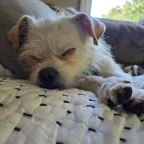 Enlarge Possum, a Adoptable mixed breed in North Charleston, SC image 4/4