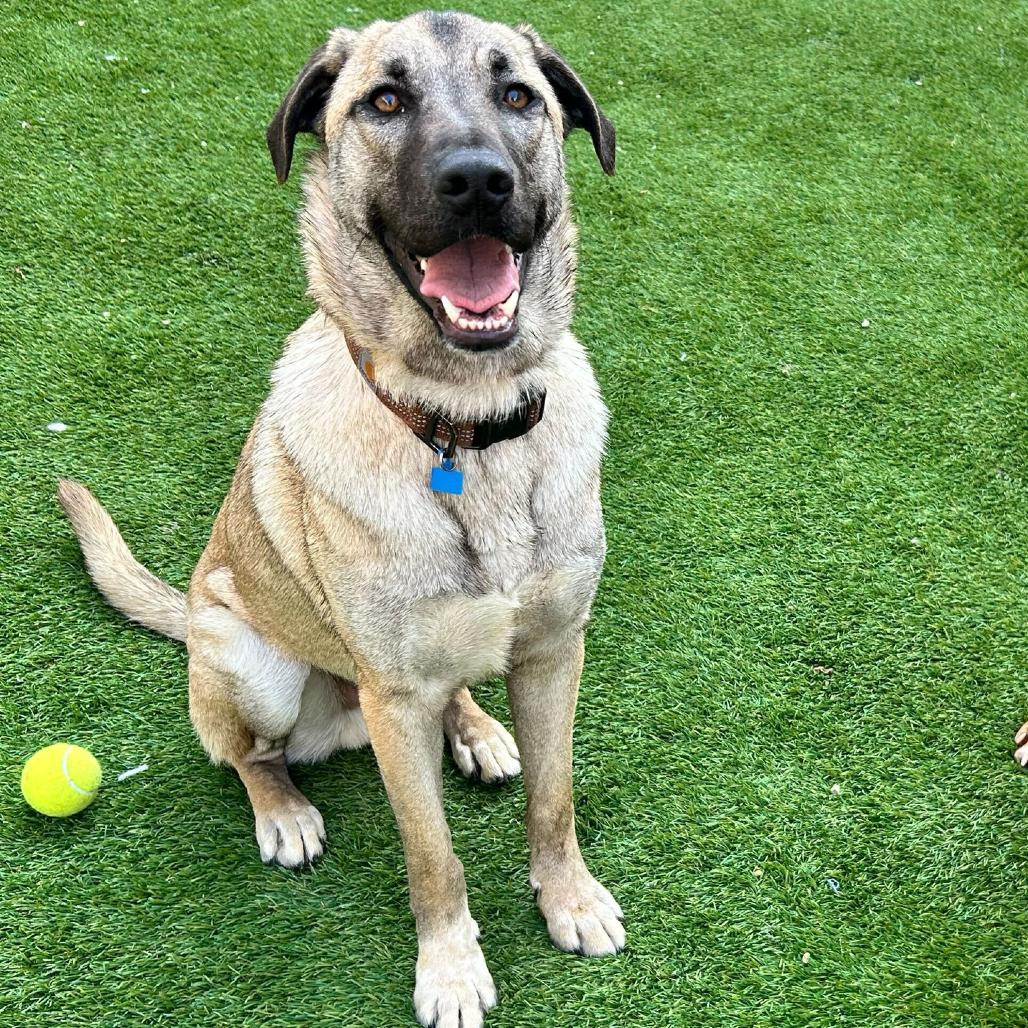 Lucky Ace — thumbnail 2