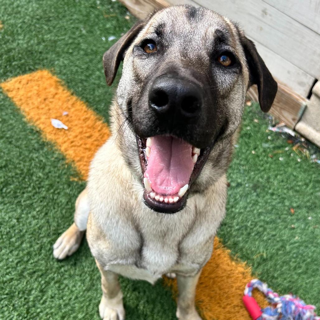 Lucky Ace — thumbnail 3