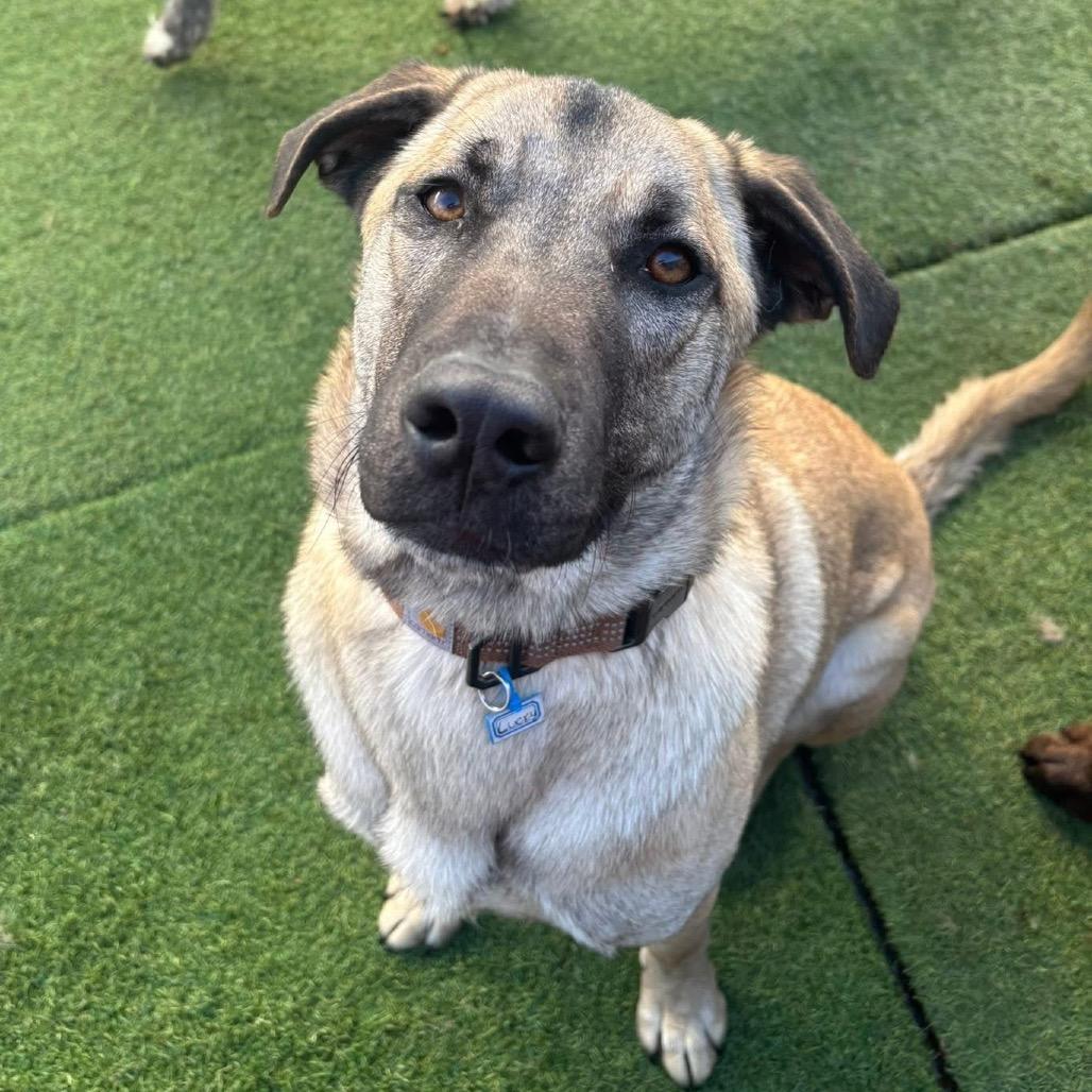 Lucky Ace — thumbnail 5