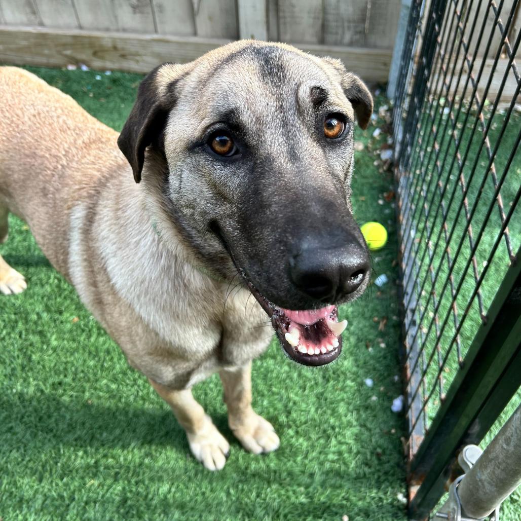 Lucky Ace — thumbnail 6