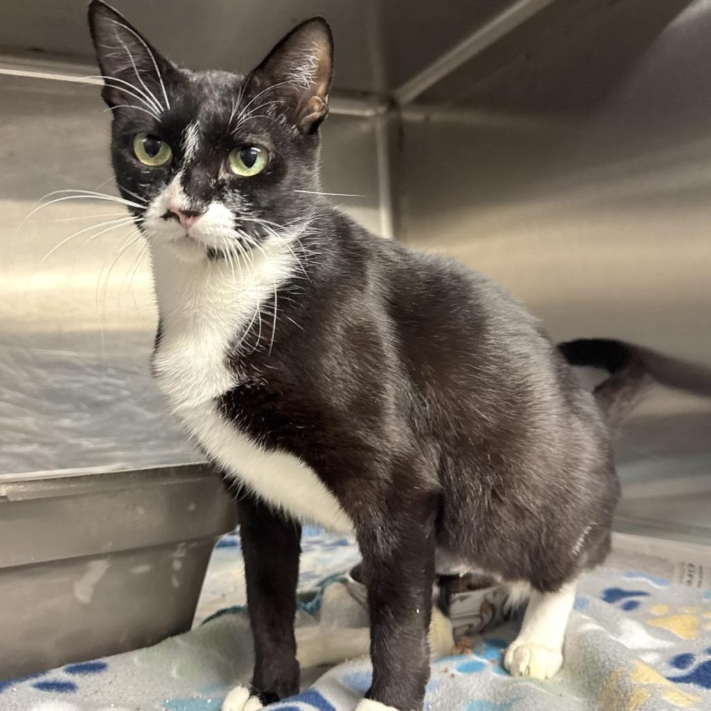 Green Pea, Adoptable, Adult Female Domestic Short Hair.