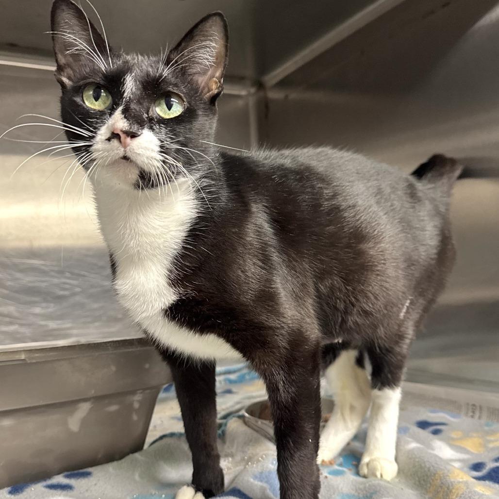 Enlarge Green Pea, a Adoptable Domestic Short Hair in Beaumont, TX image 2/2