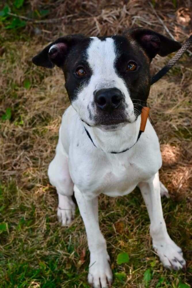 Enlarge Shrek, a Adoptable mixed breed in Bowling Green, OH image 1/3
