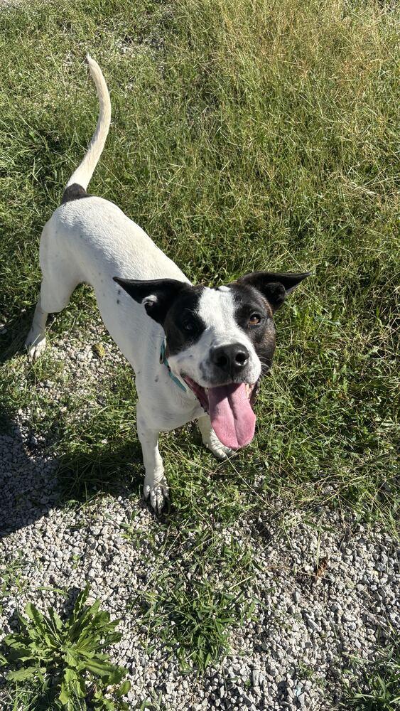 Enlarge Shrek, a Adoptable mixed breed in Bowling Green, OH image 2/3