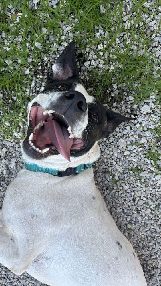 Enlarge Shrek, a Adoptable mixed breed in Bowling Green, OH image 3/3