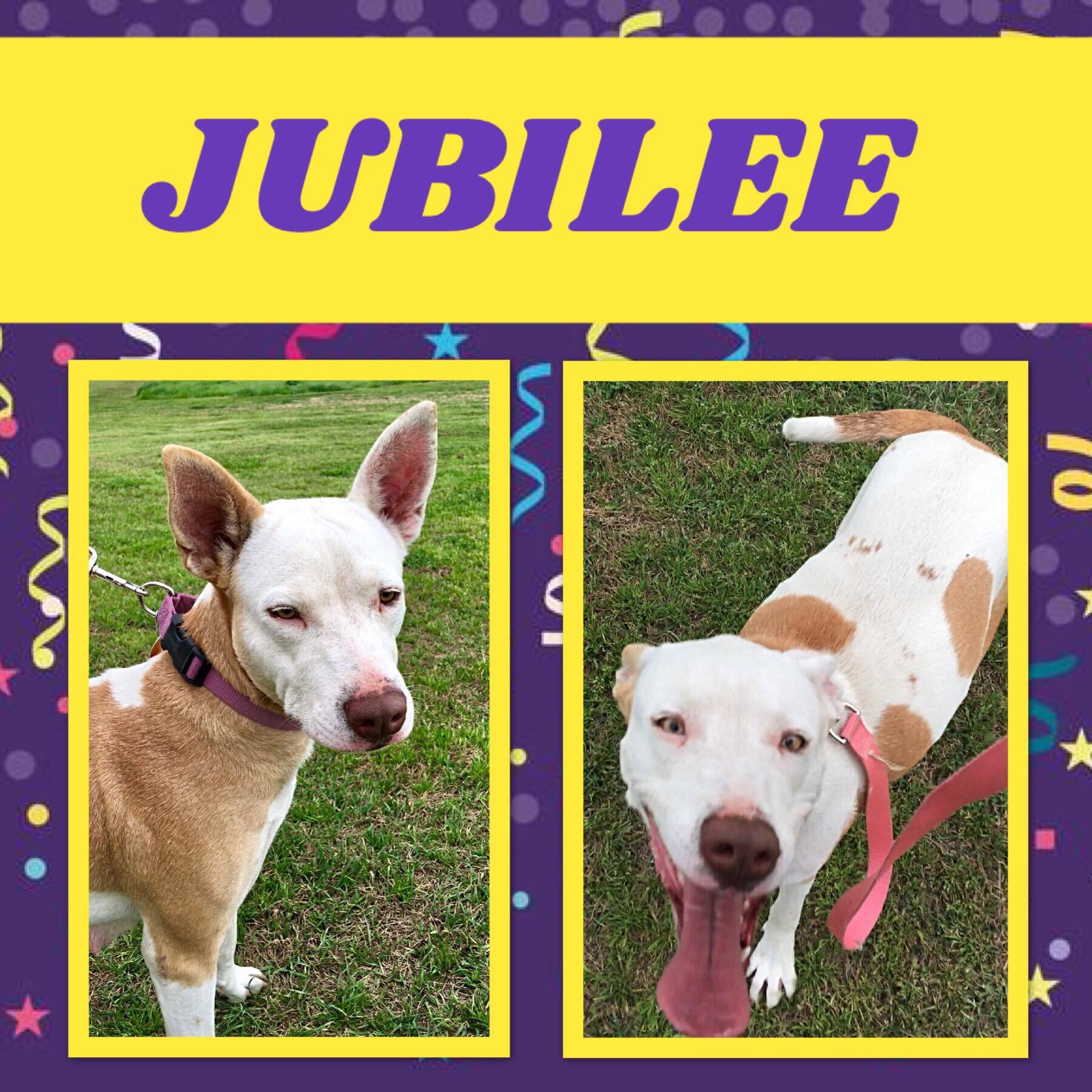 Jubilee, a Adoptable mixed breed in Ashdown, AR image 1/4