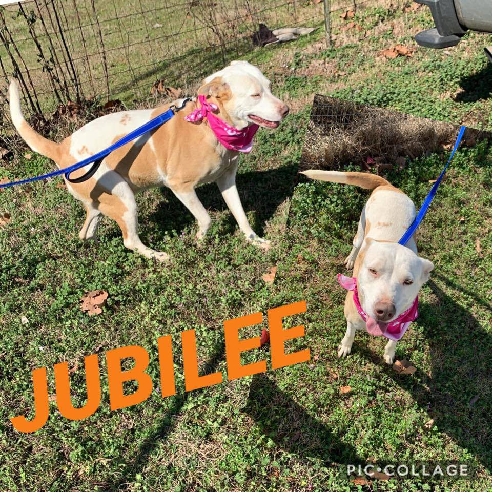 Jubilee, a Adoptable mixed breed in Ashdown, AR image 2/4